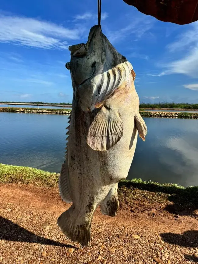 peixe rio grande do norte
