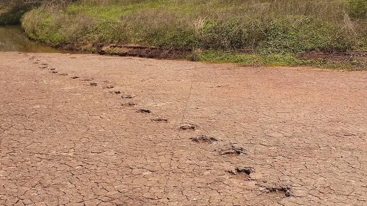 Pegadas dinossauro
