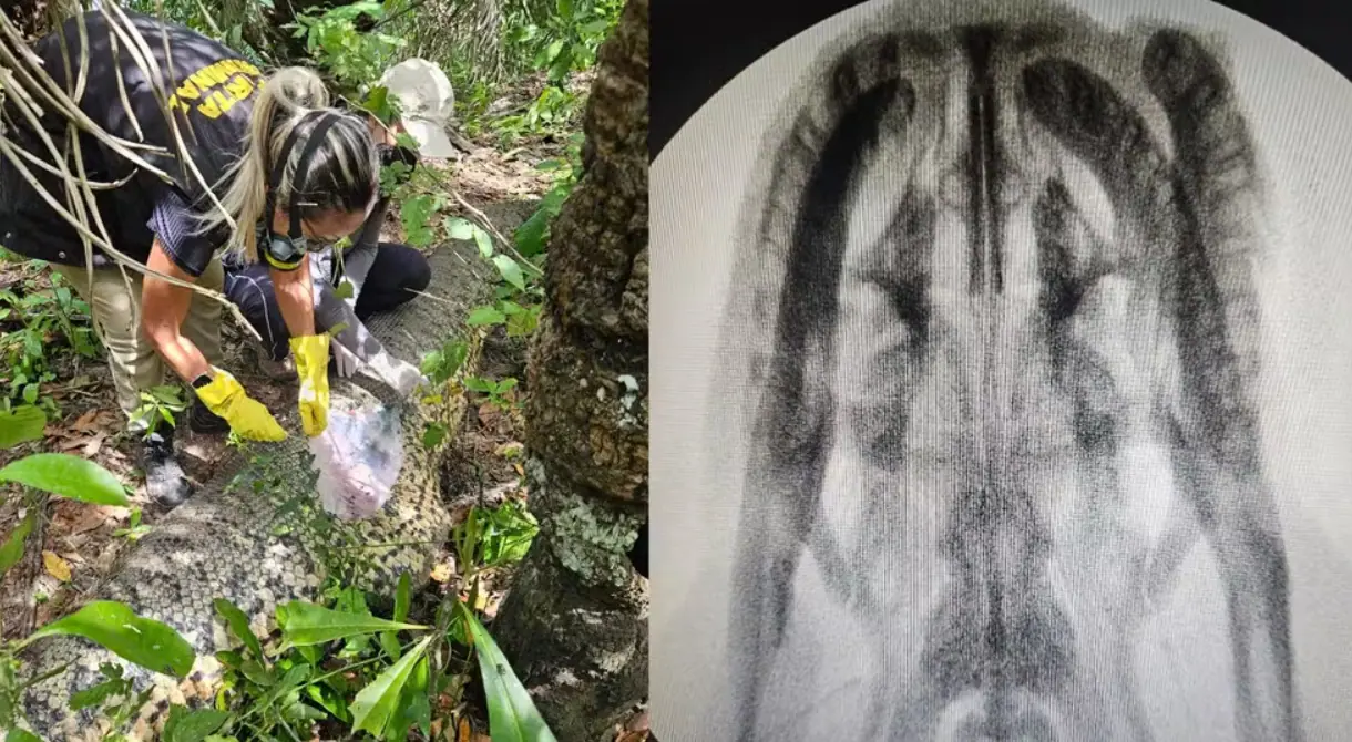 Houve uma perícia na cabeça da cobra | Foto: Reprodução/Rdes sociais