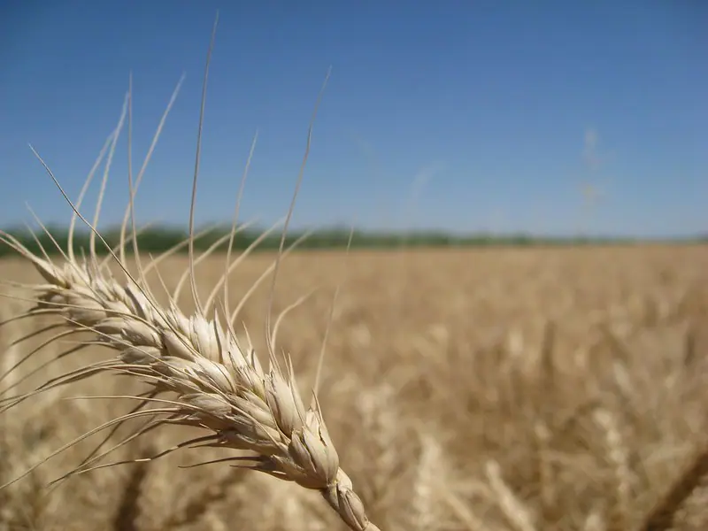Os três Estados do Sul respondem por mais de 90% da produção de trigo no país