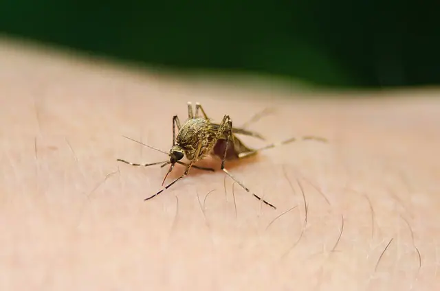 Dengue
