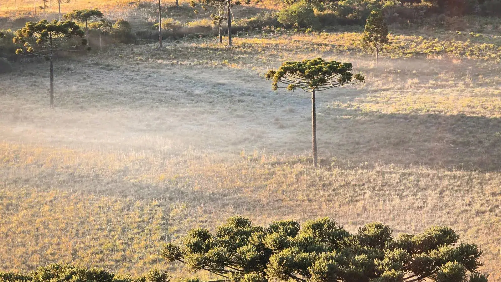 floresta por do sol