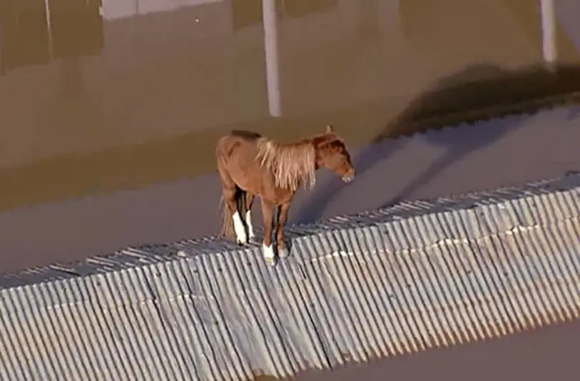 O animal, batizado de Caramelo, foi encontrado desidratado e foi necessário um esforço conjunto para garantir sua segurança e saúde | Foto: Reprodução/RecordTV