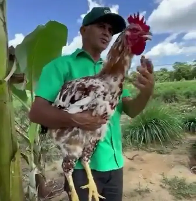 Galinha Sertaneja Balão