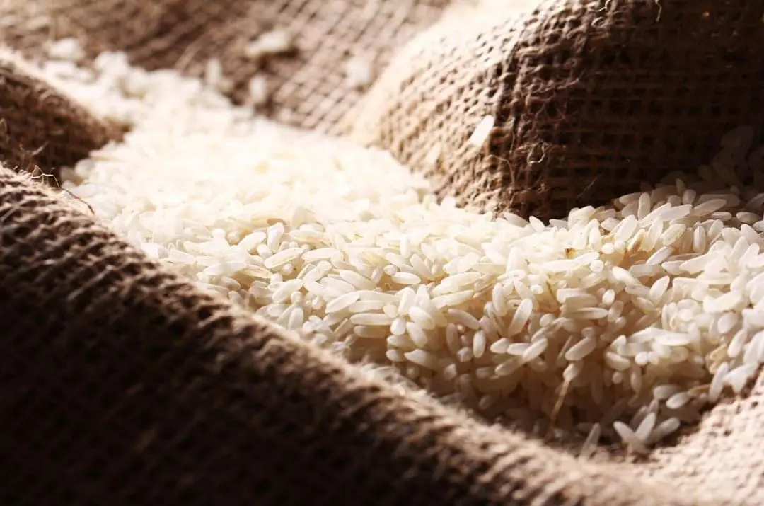 Governo Lula arroz