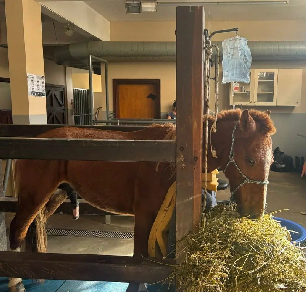 Janja Lula Cavalo