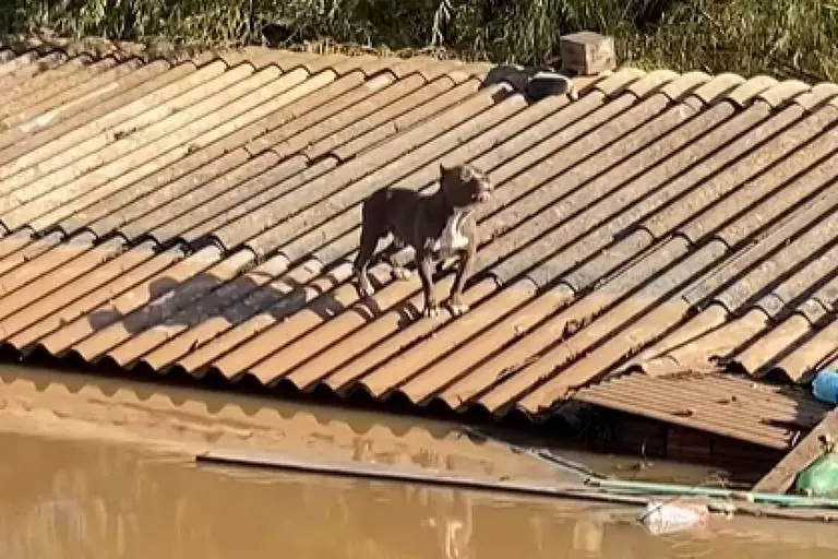 pitbull resgatado rs