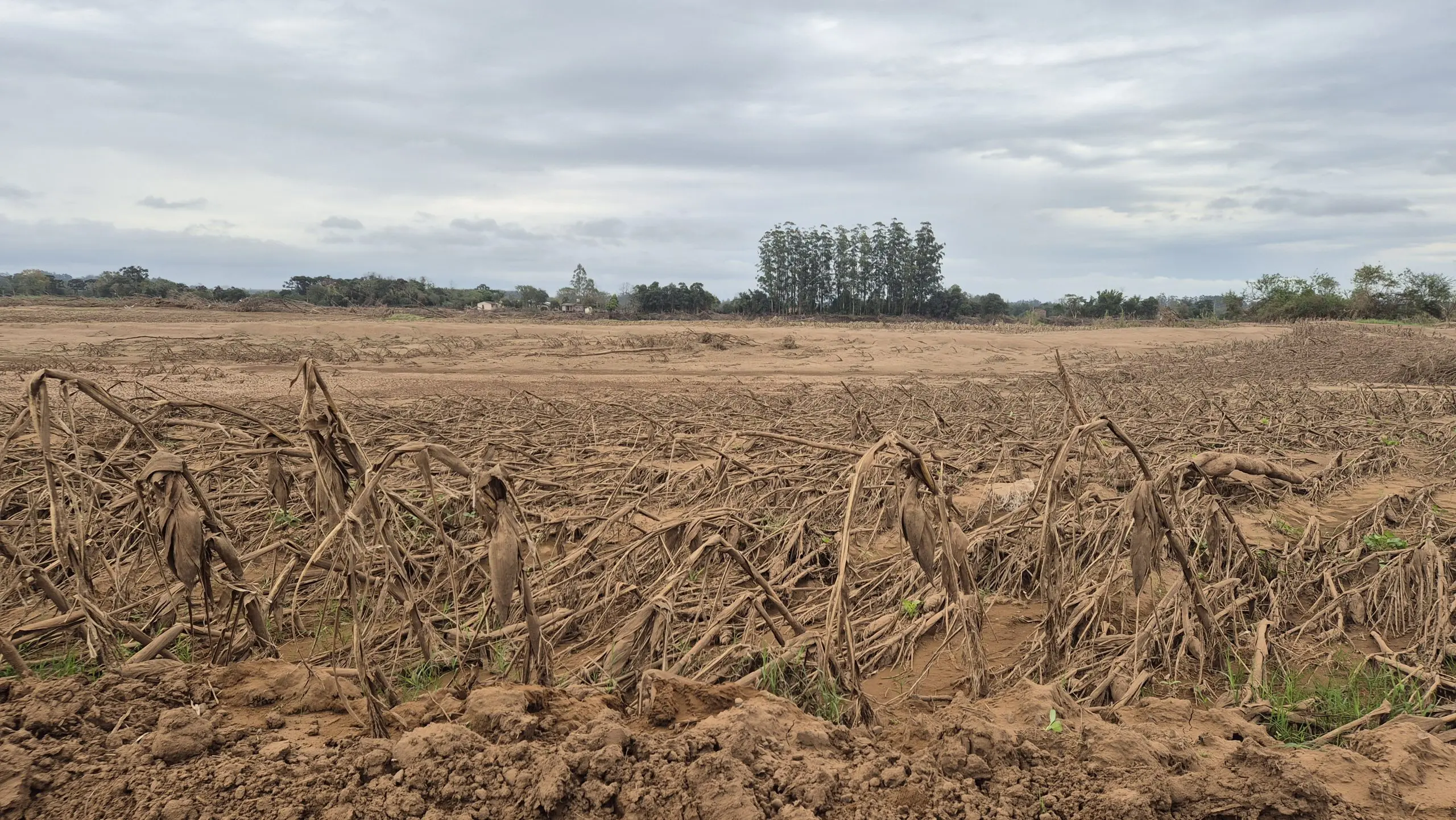 Plantação de milho em Estrela, no Vale do Taquari, depois de 40 dias das enchentes | Foto: Tauany Cattan/Revista Oeste
