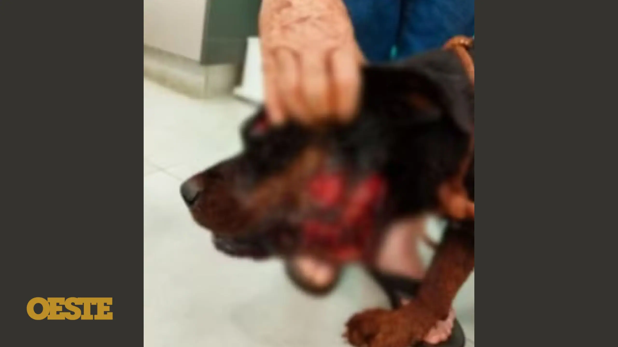 Imagens do ferimento no pescoço do rottweiler