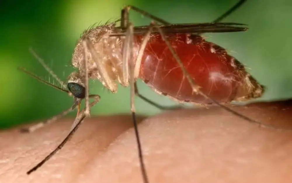 Mosquito Culicoides, que transmite a febre do Oropouche