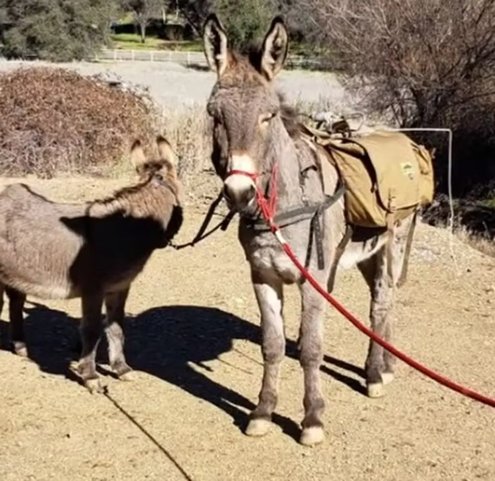 Burro Diesel pode ter atacado o animal para proteger a manada de veados | Foto: Reprodução/Redes sociais