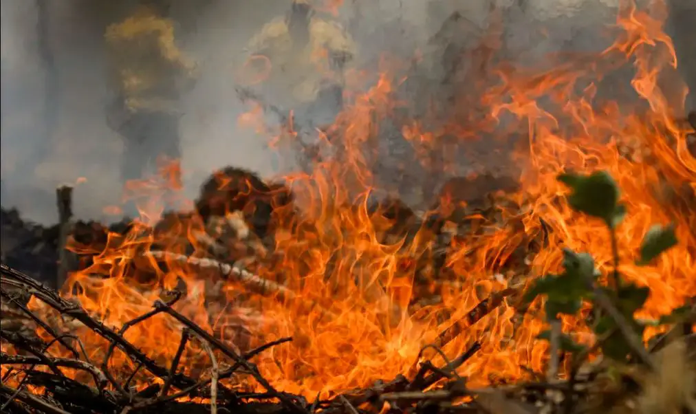 Incêndio em floresta