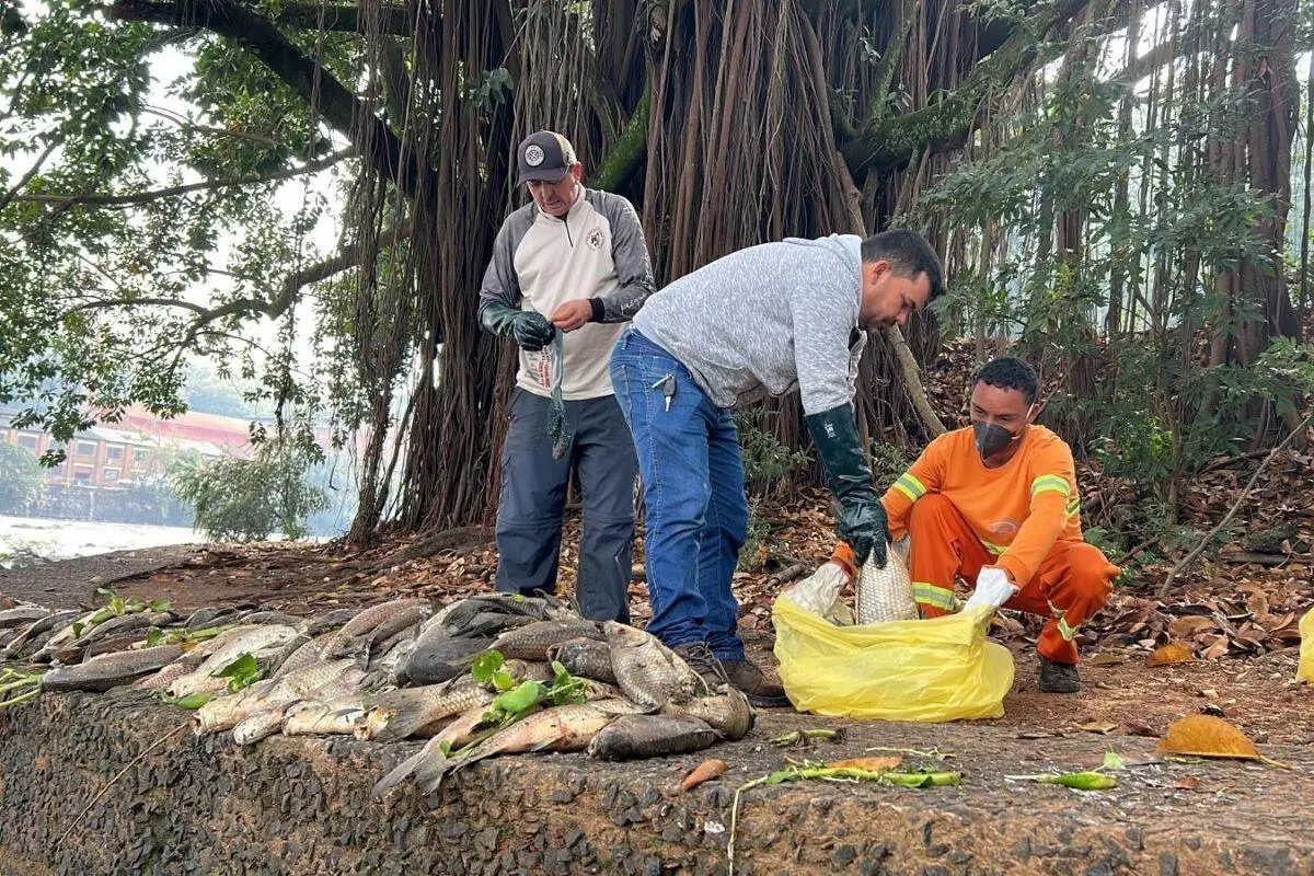 Na manhã desta quinta-feira, 11, a prefeitura criou uma força-tarefa para limpeza e retirada dos peixes do rio | Foto: Centro de Comunicação Social/Prefeitura de Piracicaba