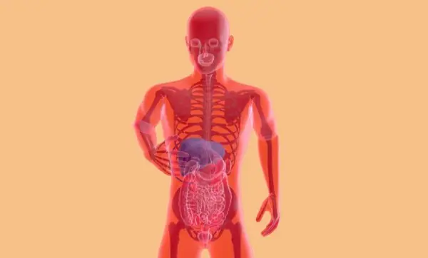 Arte que destaca o fígado no corpo humano
