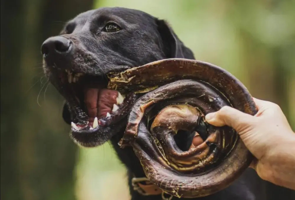 Cachorro brinca com vergalho, nome técnico do pênis bovino