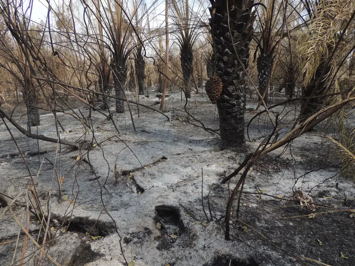 incêndio pantanal de mato grosso do sul