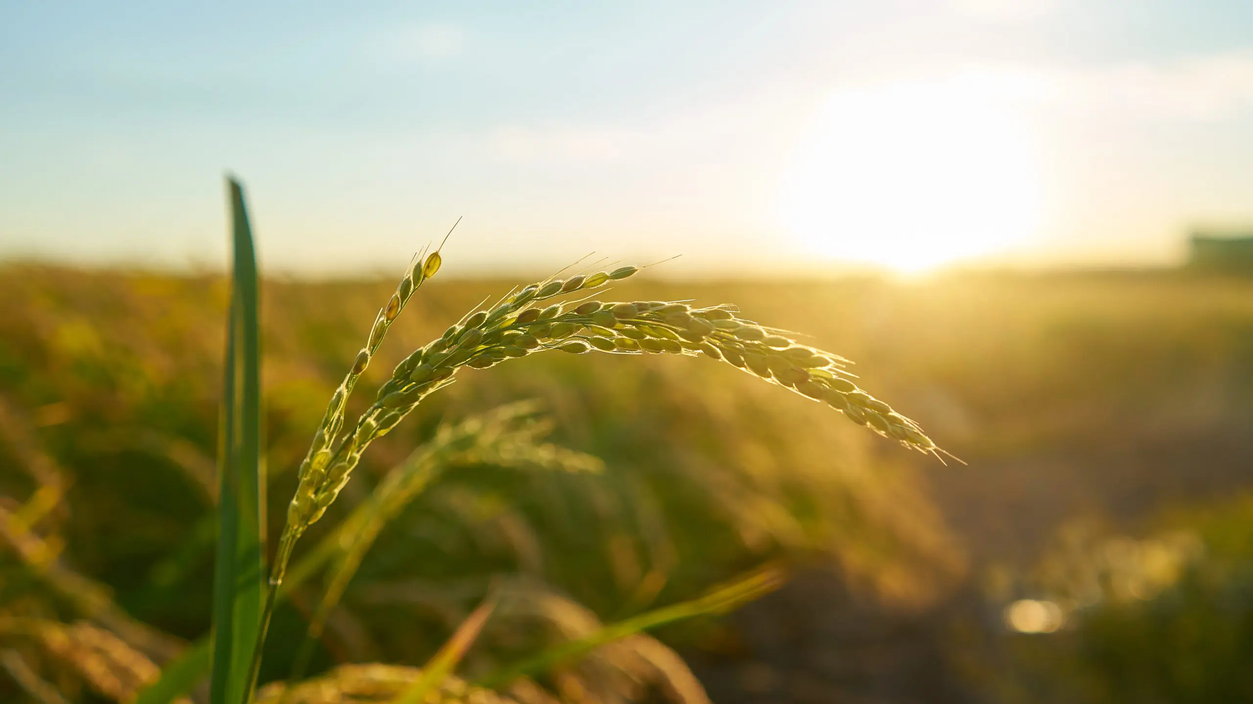 O La Niña vai afetar o agro brasileiro | Foto: Wirestock/Freepik