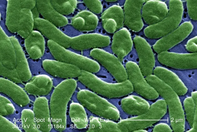 Bactéria no microscópio