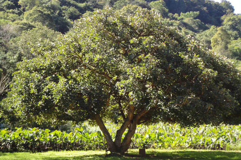 Erythrina affra é uma planta no sul da África