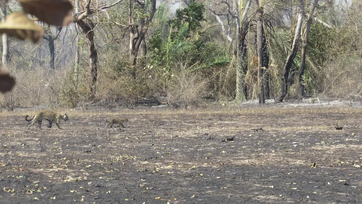 incêndio no pantanal mato grosos do sul