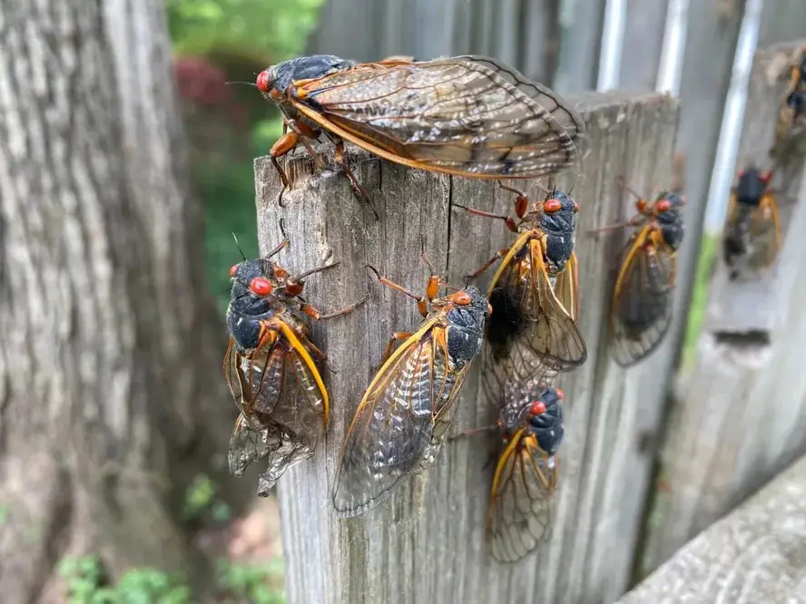 Cigarras adultas nos Estados Unidos