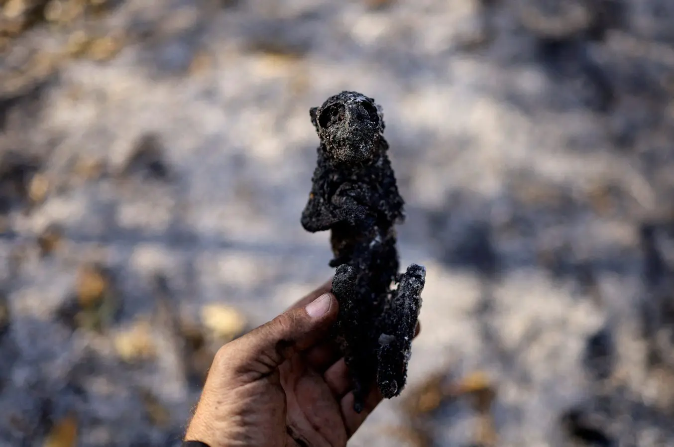 Uma visão de um macaco queimado, entre a vegetação queimada no Pantana e Corumbá, em Mato Grosso do Sul 11/6/2024 | Foto: Ueslei Marcelino/Reuters