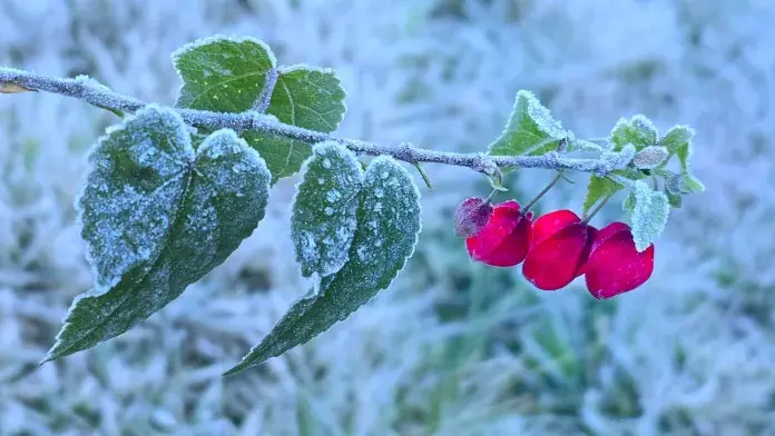 Inverno muda a paisagem da região serrana de Santa Catarina | Mycchel Legnaghi/Divulgação/@saojoaquimonline.com