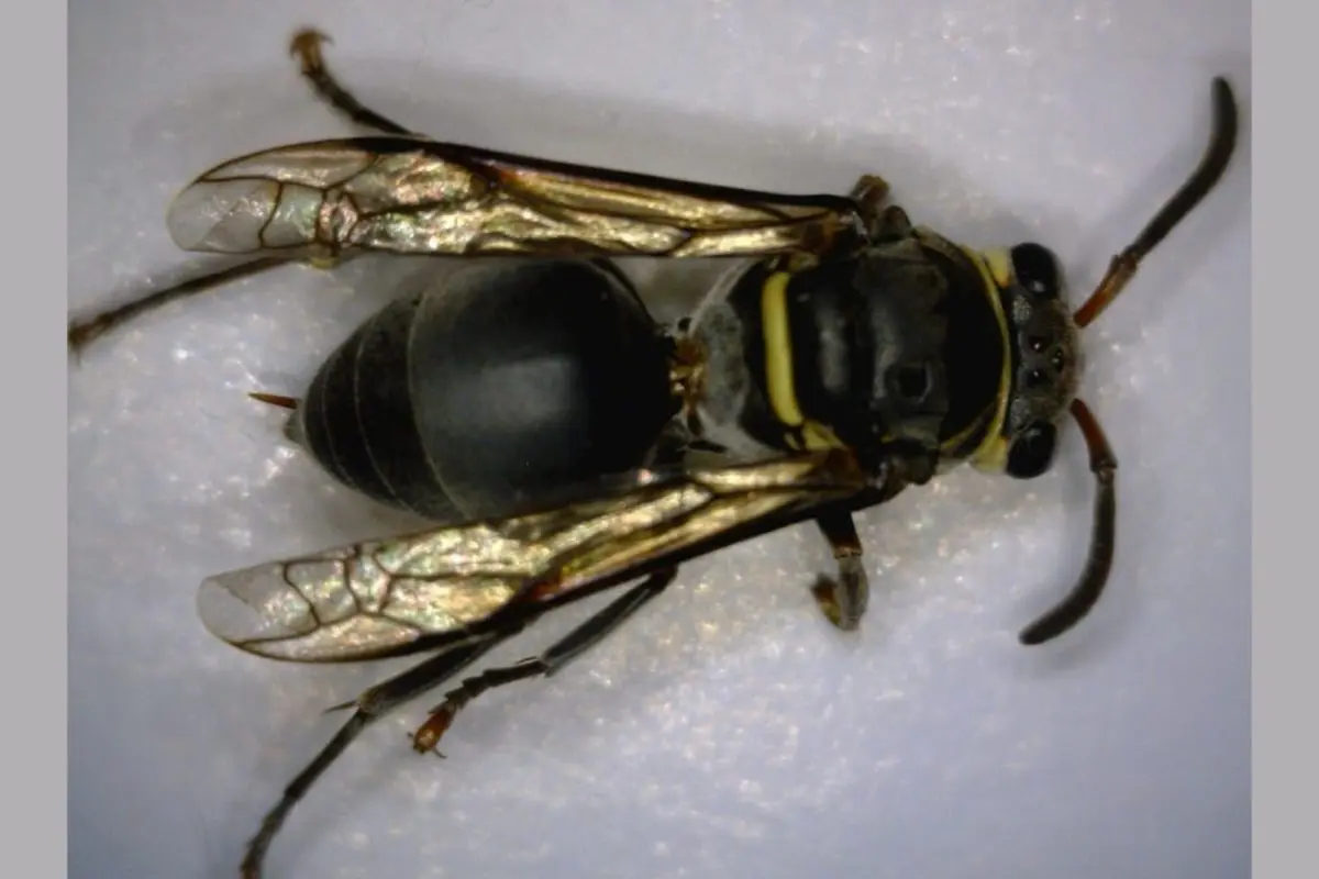 Marimbondo Chartergellus communis