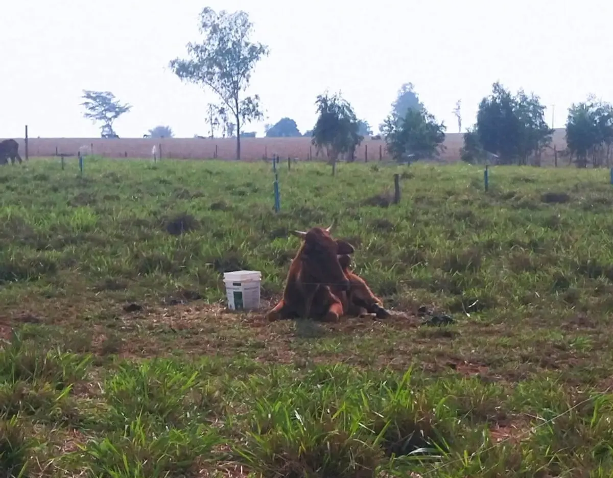 Animal não conseguia se manter em pé | Foto: Reprodução/Redes sociais