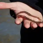 A Arenicola