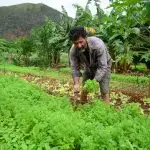 agricultura familiar