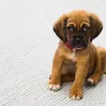 Projeto pensão alimentícia animais