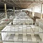 hospital de campanha do anhembi, covidão paulista, joão doria, bruno covas, coronavírus
