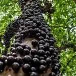 jabuticaba