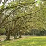 parques, são paulo, reabertura
