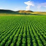5 argumentos - Alimentamos 800 milhões de pessoas