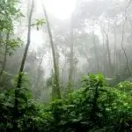 Amazônia - falsa narrativa amazônica