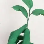 sustentabilidade - entrevista com rafael ughini