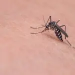zika vírus, pesquisa, microcefalia, usp, harvard