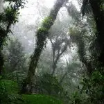vegetação nativa do estado de são paulo - suíça - europa