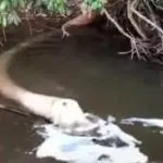 esgoto - friboi - rio araguaia - barra do garças