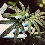 Há bancada do 'narconegócio' no Congresso, alerta senador. Bloco que deseja legalizar a maconha no país, avisa | Foto: Reprodução/Canva
