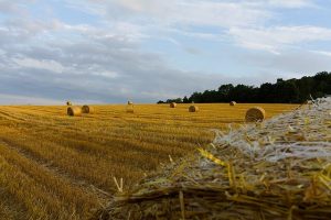 safra 2020, agricultura, agronegócio