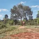 argentina, meio ambiente, elefanta, mara, pandemia, coronavírus, transporte, santuário ecológico