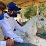 cavalos, covid-19, soro, pesquisa, coronavírus, ufrj, instituto vital brasil, fiocruz