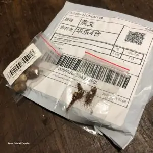 Semente da China