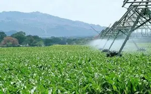 agropecuária - vbp - cna