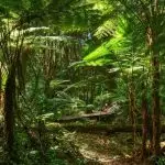 causa ambiental - meio ambiente e conservadores - bruno garschagen - insanidade