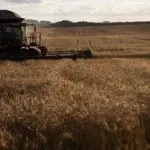 agro brasileiro - emprego