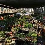 cidade ceagesp - mello araújo alimentos - são paulo